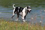 DOGUE ALLEMAND 077